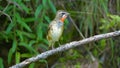 Siberian Rubythroat