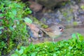 Siberian Rubythroat