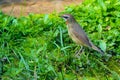 Siberian Rubythroat