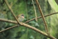Siberian rubythroat Royalty Free Stock Photo
