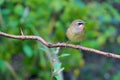 Siberian Rubythroat