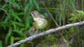 Siberian Rubythroat