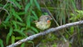 Siberian Rubythroat