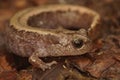 The Siberian salamander Salamandrella keyserlingii