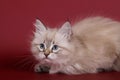 Siberian Seal Tabby Point cat female kitten