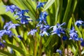 Siberian squill