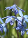 Siberian squill Royalty Free Stock Photo