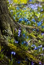 Siberian Squill blooming end of winter