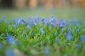 Siberian squill flowers, springtime background