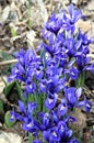 Siberian Squill