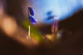 Siberian squill Scilla siberica blooms with blue flowers in spring April. The mystery of nature in the twilight of the forest