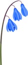 Siberian squill or Scilla siberica plant with blue flowers