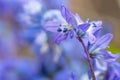 Siberian squill Scilla siberica, flowers in close-up Royalty Free Stock Photo