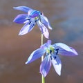 Siberian squill (Scilla siberica)