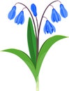 Siberian squill or Scilla siberica plant with blue flowers and green leaves