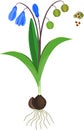 Siberian squill or Scilla siberica plant with green leaves, blue flowers, fruits and root system