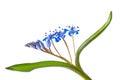 Siberian squill Royalty Free Stock Photo