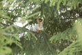 Siberian squirrel on a branch