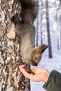 Siberian squirrel eats from a man's hand. squirrel on a tree trunk eats nuts from his hand.