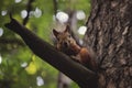 Siberian Squirrel