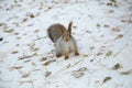 Siberian squirrel in the snow