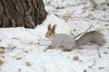 Siberian squirrel in the snow by the tree