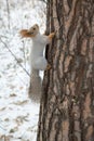 Siberian squirrel up the trunk