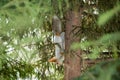 Siberian squirrel upside down on the trunk Royalty Free Stock Photo