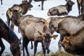 Siberian stag in the enclosure. Altai. Russia.