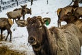 Siberian stag in the enclosure. Altai. Russia.