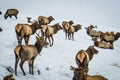 Siberian stag in the enclosure. Altai. Russia.