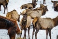 Siberian stag in the enclosure. Altai. Russia.