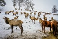 Siberian stag in the enclosure. Altai. Russia.