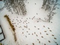 Siberian stag in the enclosure. Altai. Russia.