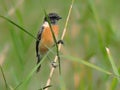 Siberian stonechat