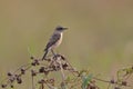 A Siberian stonechat perched up close