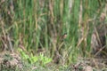 A Siberian stonechat tweeting