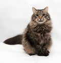 Siberian striped cat sitting on gray