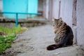 Siberian Striped Street Cat Royalty Free Stock Photo