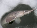 Siberian Sturgeon Acipenser baeri