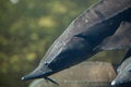 Siberian sturgeon Acipenser baerii.