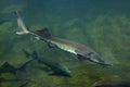 Siberian sturgeon (Acipenser baerii).