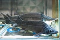 Siberian sturgeons for sale in fish store, live fish in supermarket