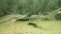 Siberian sturgeons