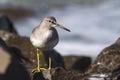 Siberian Tattler that stands on rocks in the