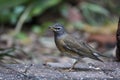 Siberian Thrush Royalty Free Stock Photo