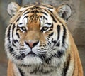 Siberian tiger 03 Royalty Free Stock Photo