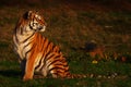 Siberian tiger Royalty Free Stock Photo