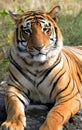 Siberian tiger Royalty Free Stock Photo