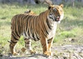 Siberian tiger Royalty Free Stock Photo